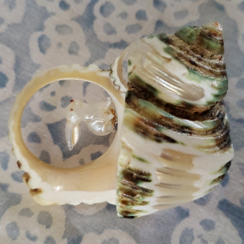Carved Seashell with Rabbit - Picture 15 of 15